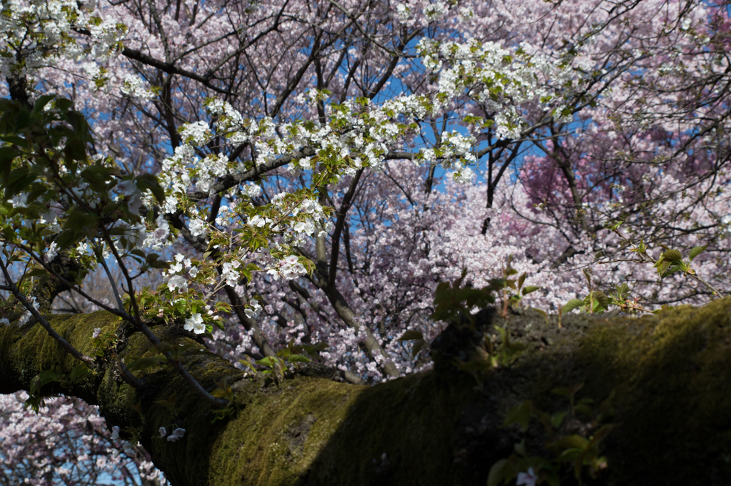 大島桜