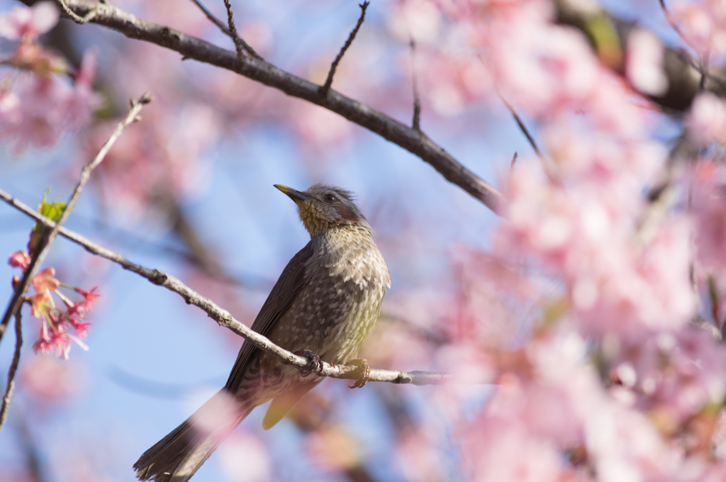 桜ヒヨドリ2