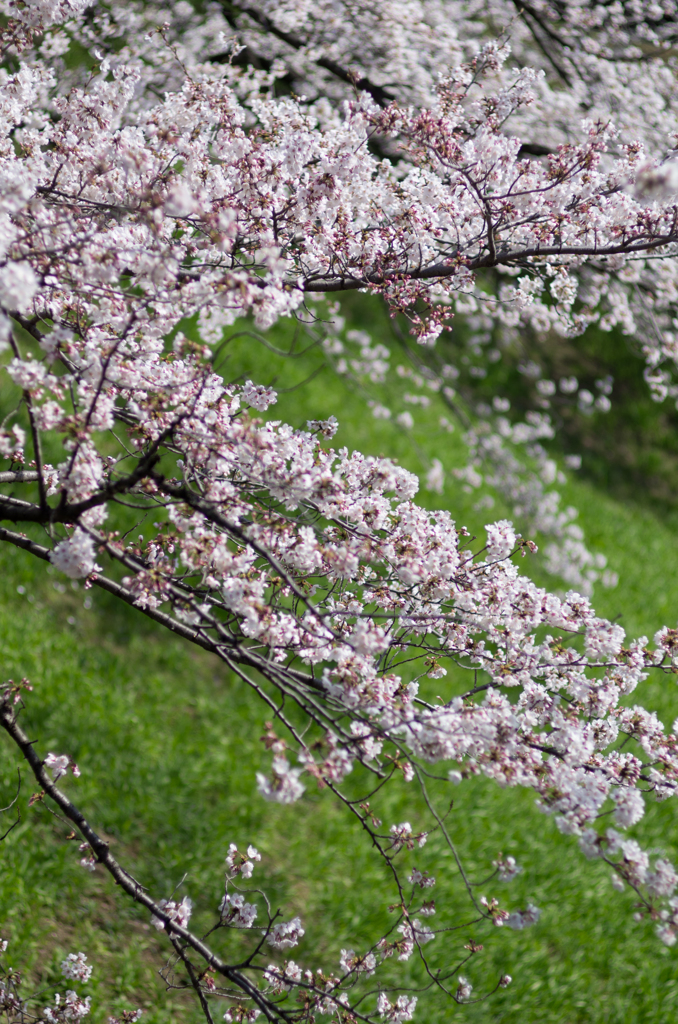 千鳥ヶ淵の桜