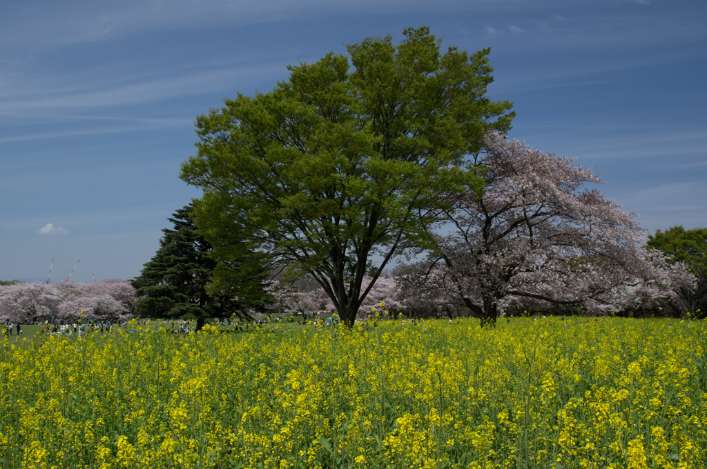 菜の花畑