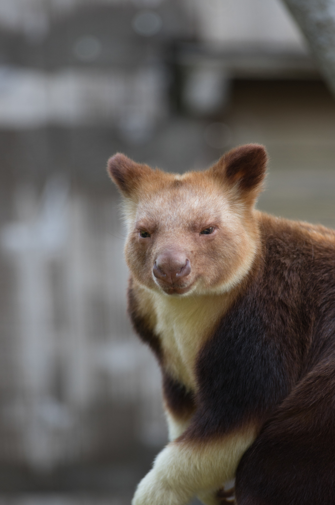 セスジキノボリカンガルー