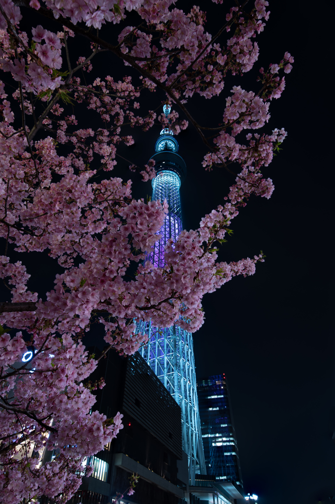 東京スカイツリー　～サクラカラー～