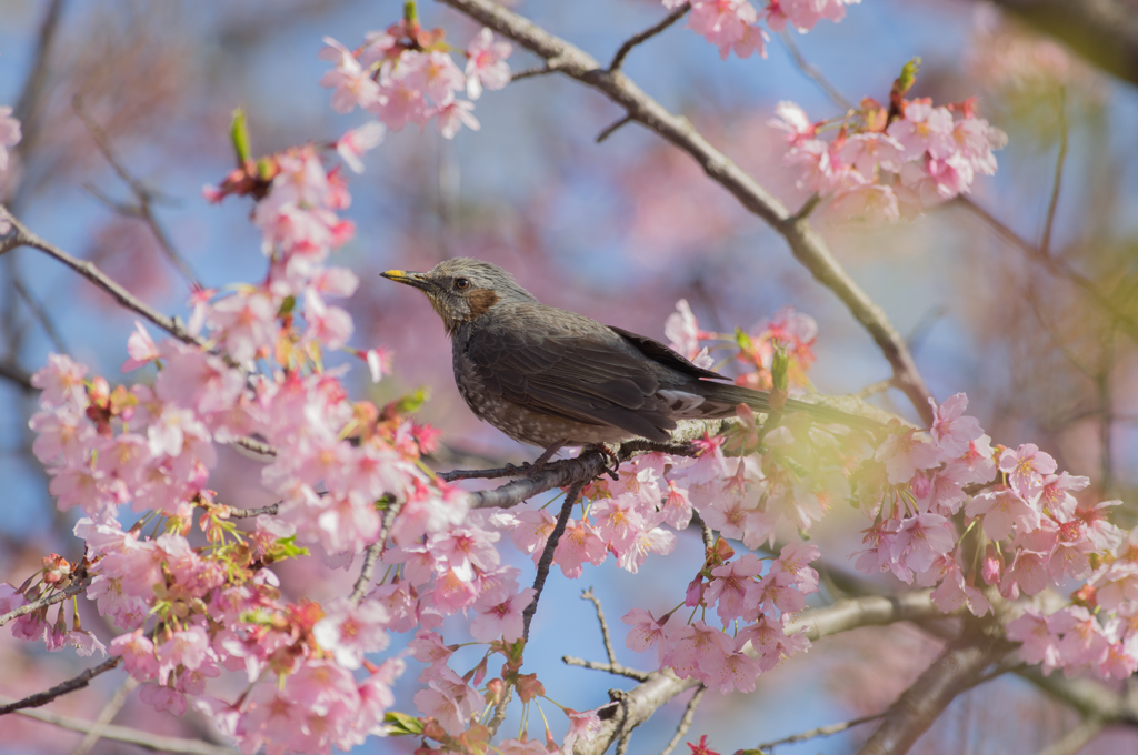 桜ヒヨドリ1