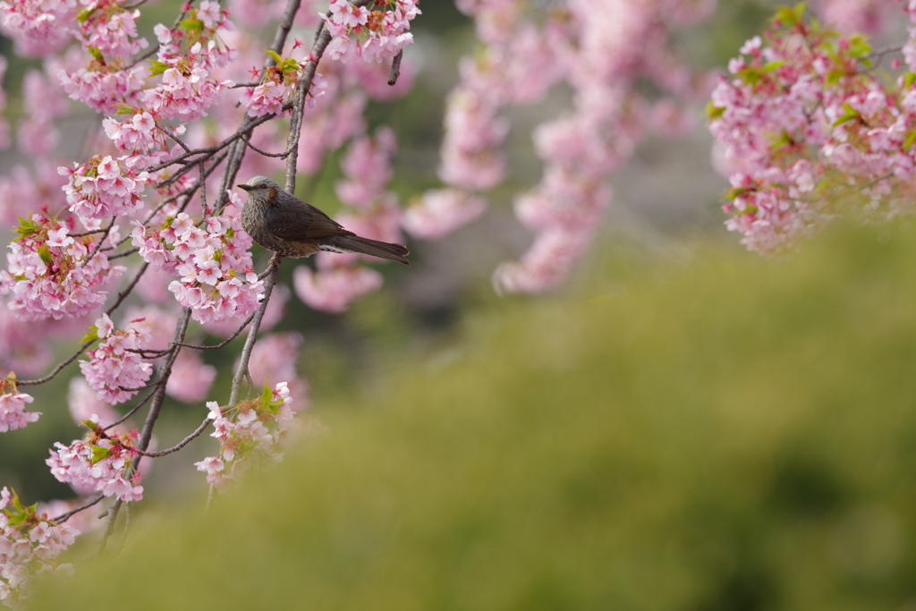 修善寺寒桜とヒヨドリ