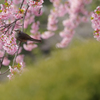 修善寺寒桜とヒヨドリ