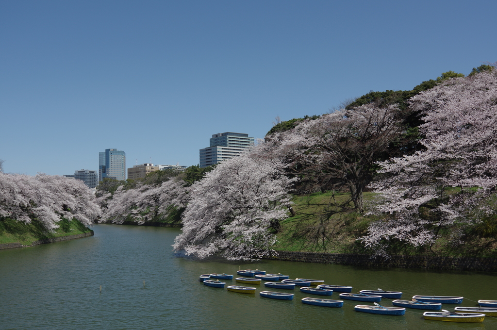 千鳥ヶ淵の桜