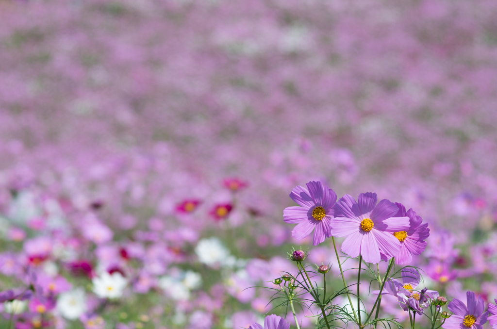 秋桜