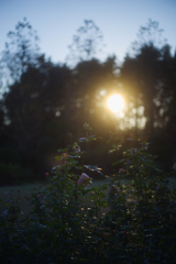 夕照の薔薇