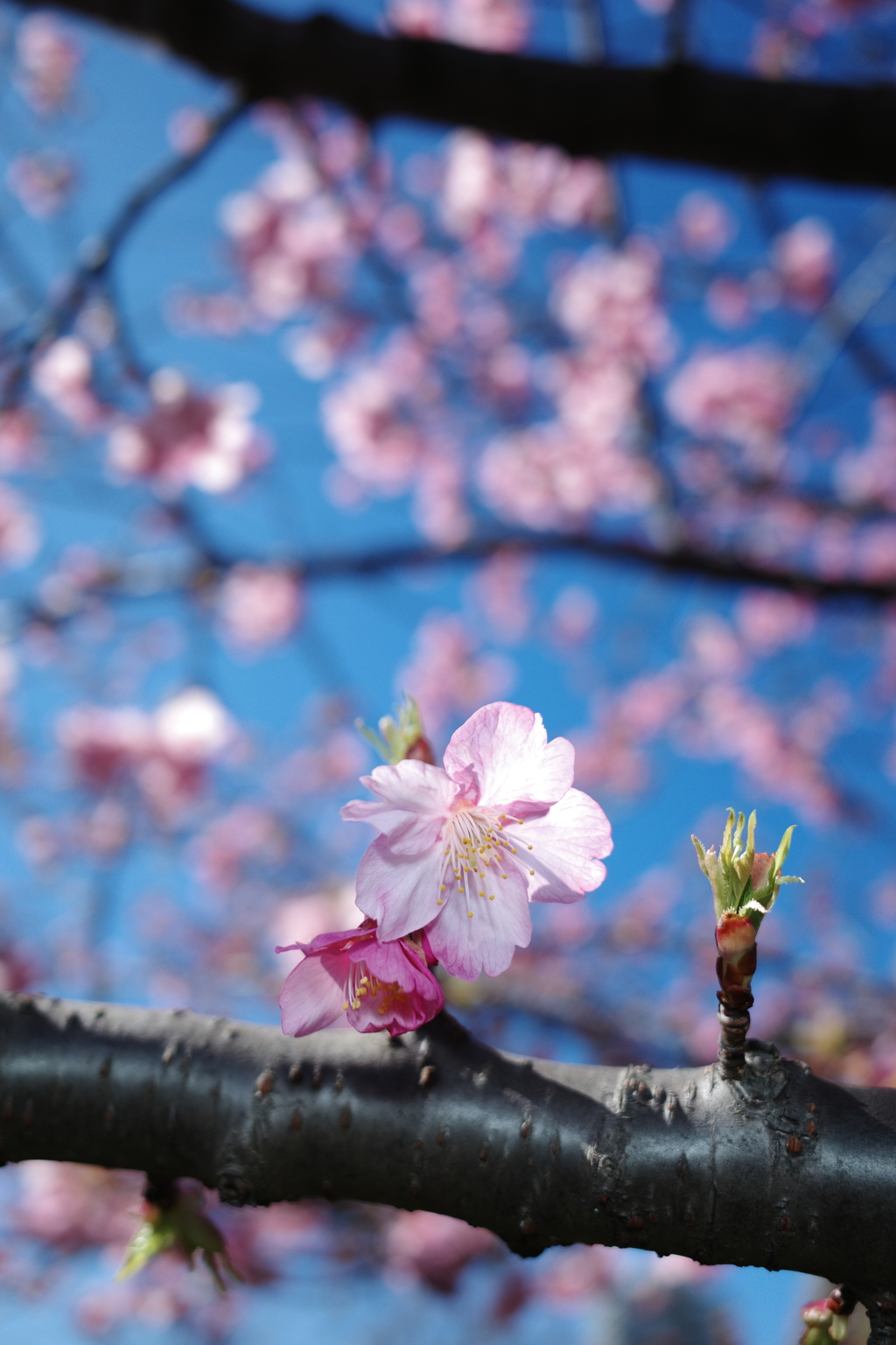 春の始まり