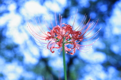 彼岸花
