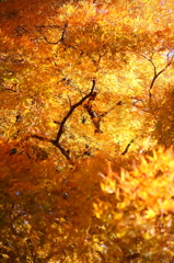 煌く