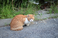 気付かれたぬこ