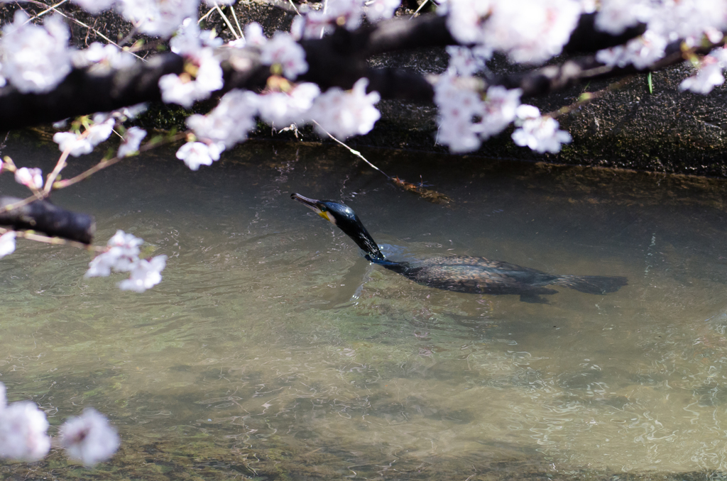 カワウも花見に来たん?(゜ロ゜)