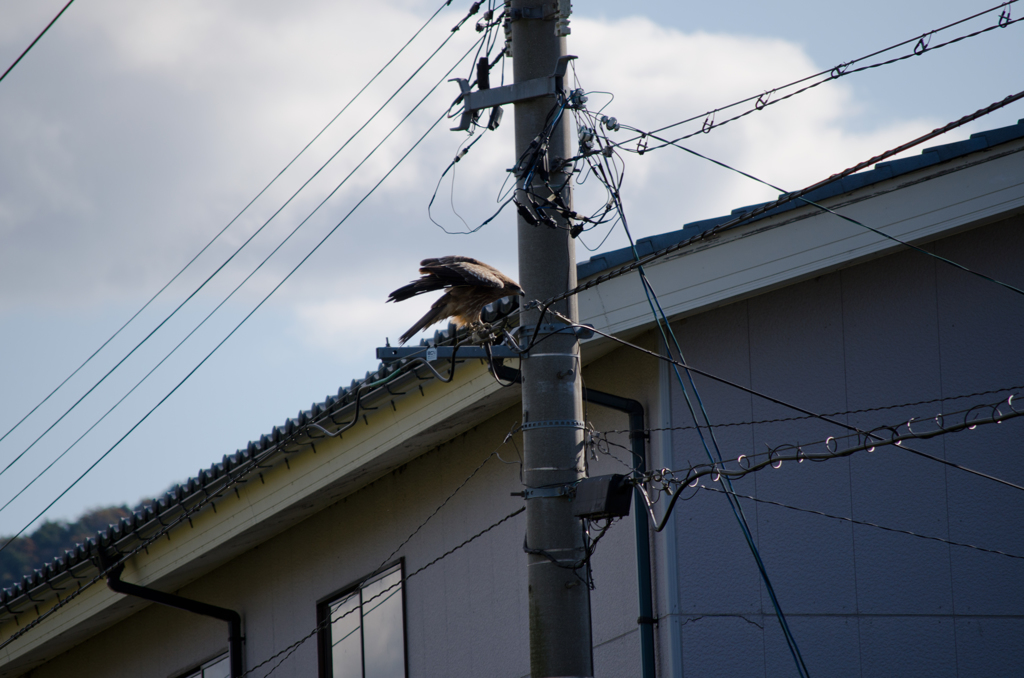 鴉じゃないんだから・・・ｗ