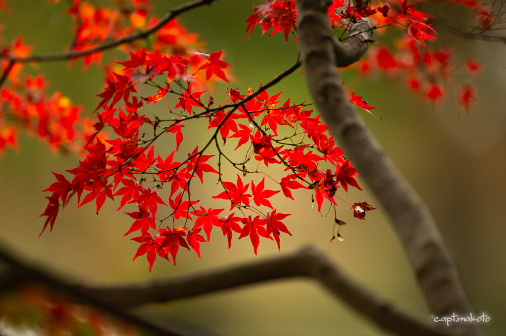 紅葉見に行こうよう。;゜・(ﾟεﾟ【壁