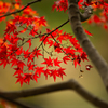 紅葉見に行こうよう。;゜・(ﾟεﾟ【壁
