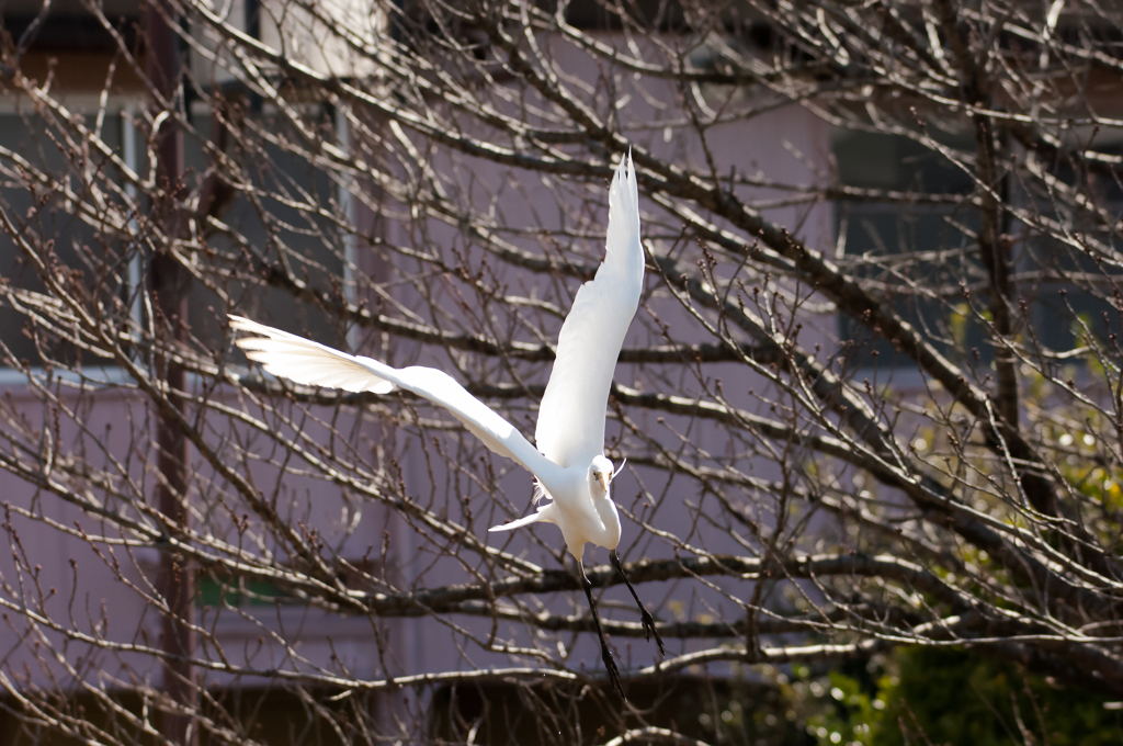 白鳥の舞？・・・