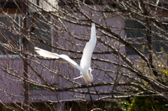 白鳥の舞？・・・