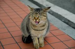 エサよこせぇぇえ！