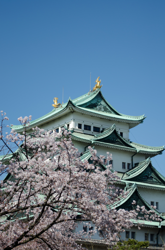 天守閣から花見（*´Д`）