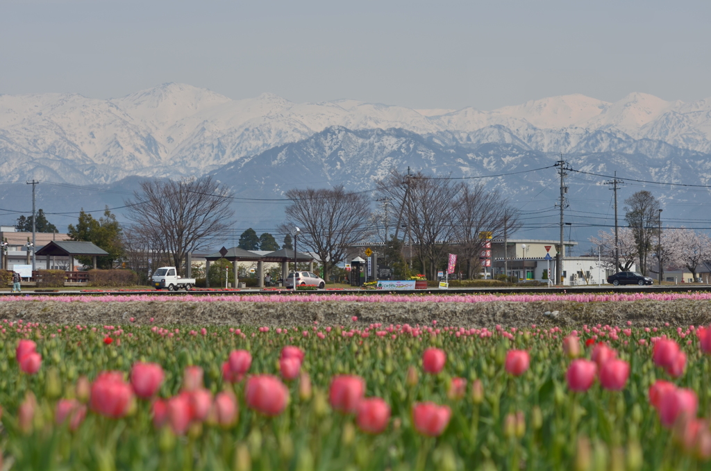 立山連峰を望む