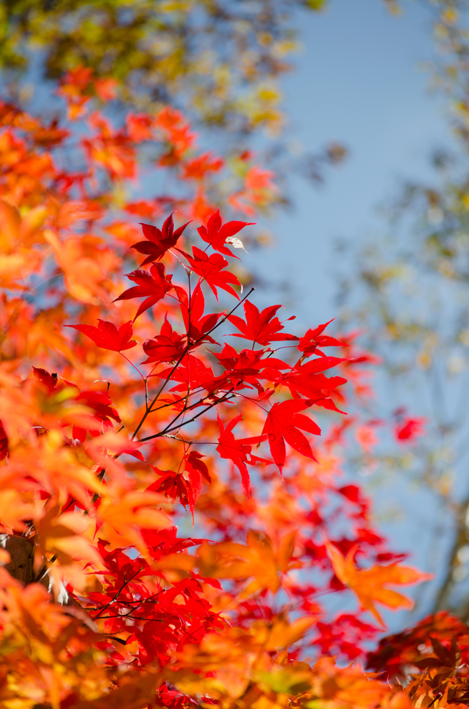 紅葉