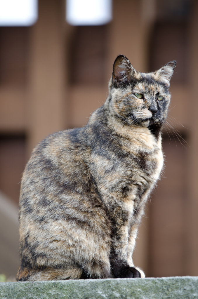 馬出門（うまだしもん）の狛猫( ｰ`дｰ´)ｷﾘｯ!