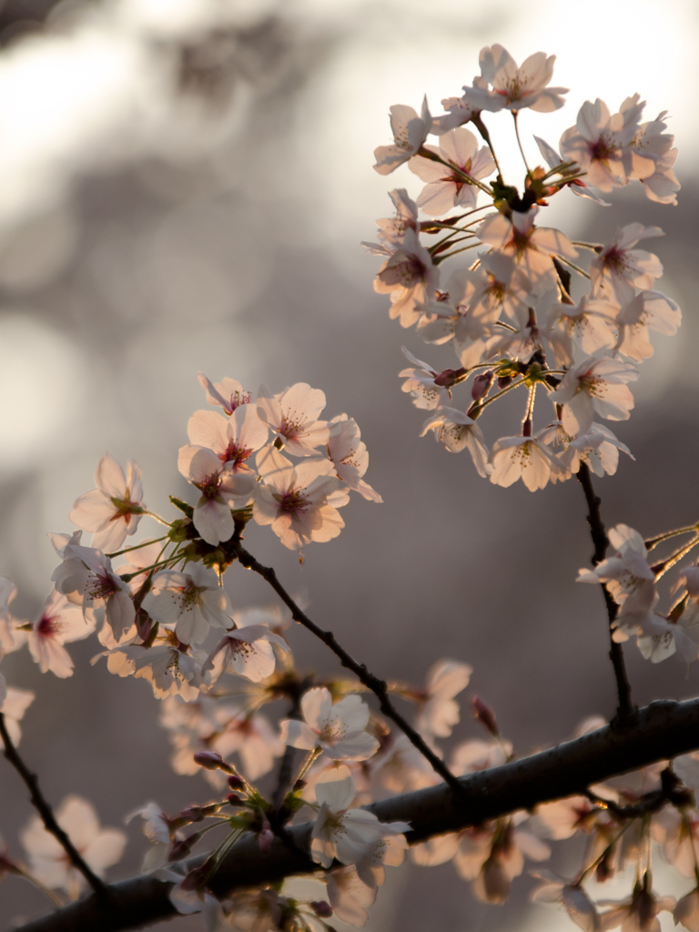 淡桜