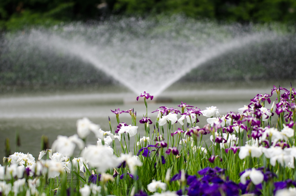 御深井池（おふけいけ）の花菖蒲