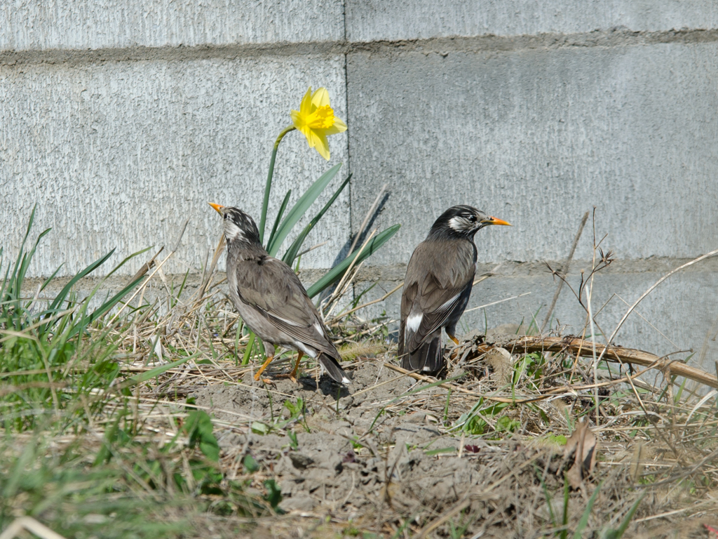 ラッパとコラボ