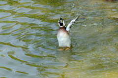 どうだっ！(｀・ω・´)ｷﾘｯ