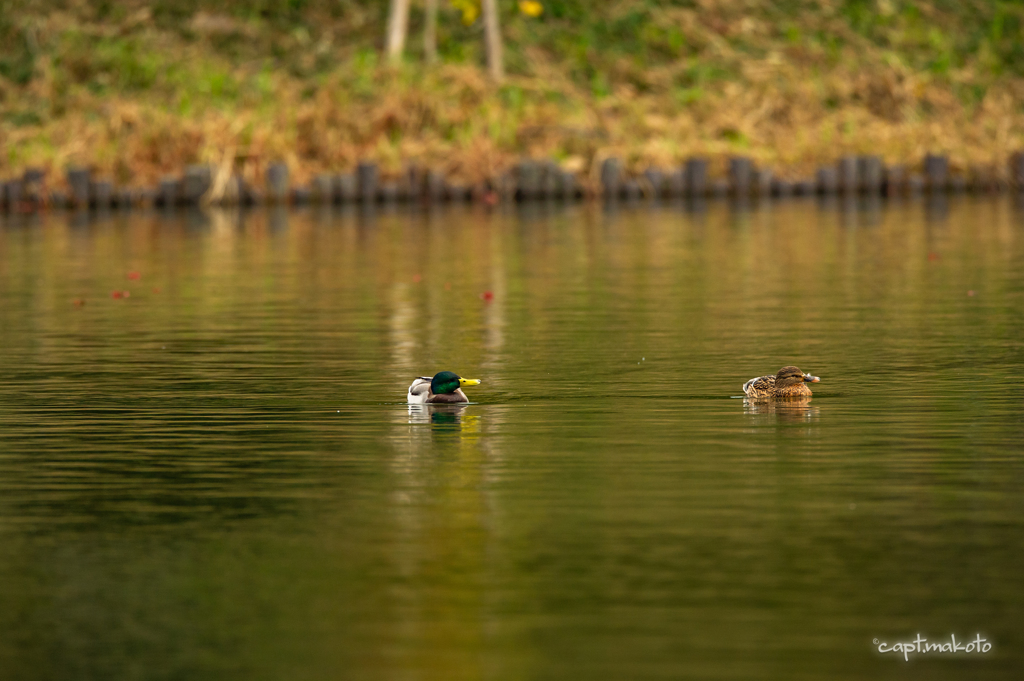 Synchronized Swimming・・・(*´∀`*)