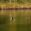 Synchronized Swimming・・・(*´∀`*)