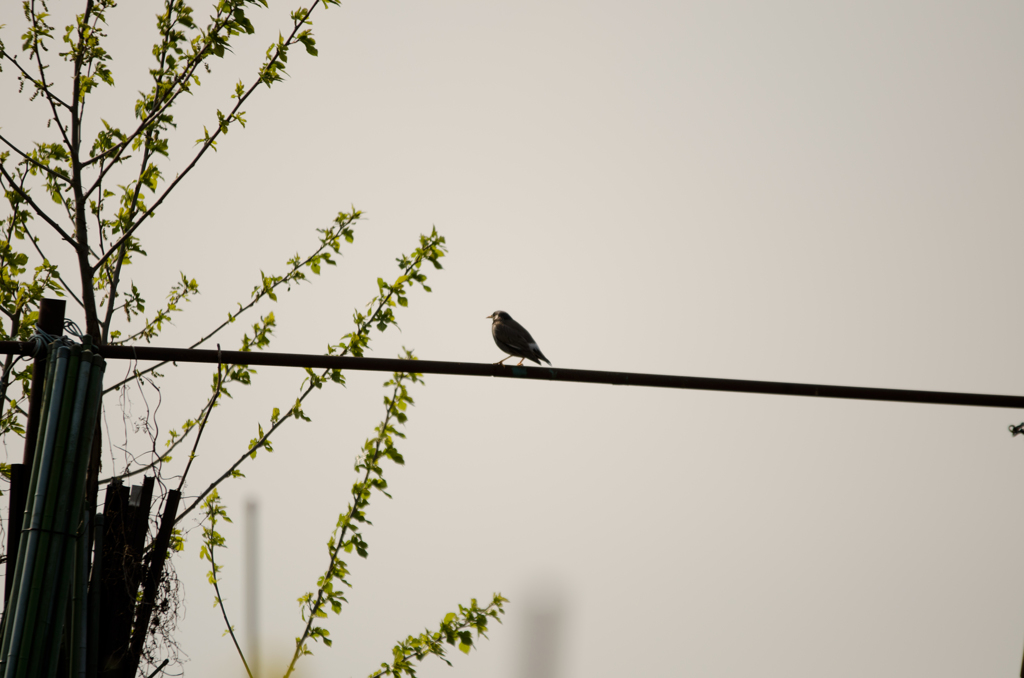 黄昏れて椋鳥・・・