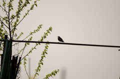 黄昏れて椋鳥・・・
