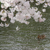 夫婦で花見？♀