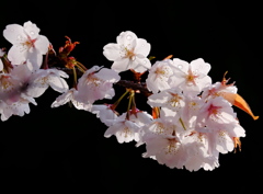 sakura－春の陽光