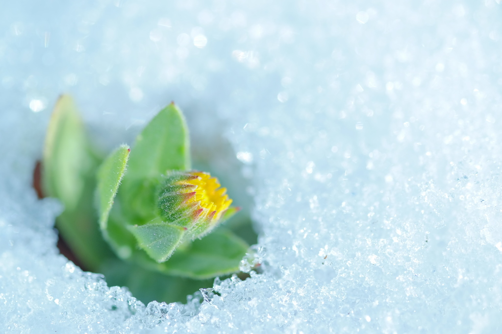 アナ（穴）と雪