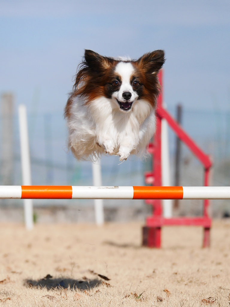 enjoy sports