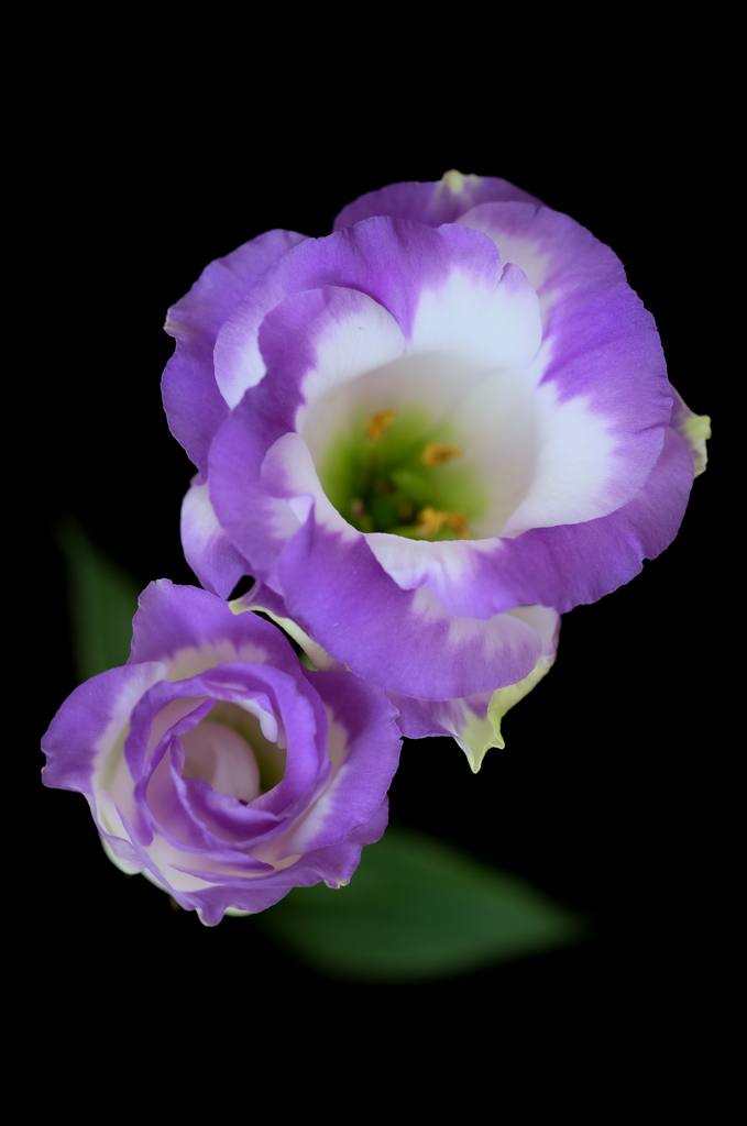 Eustoma 