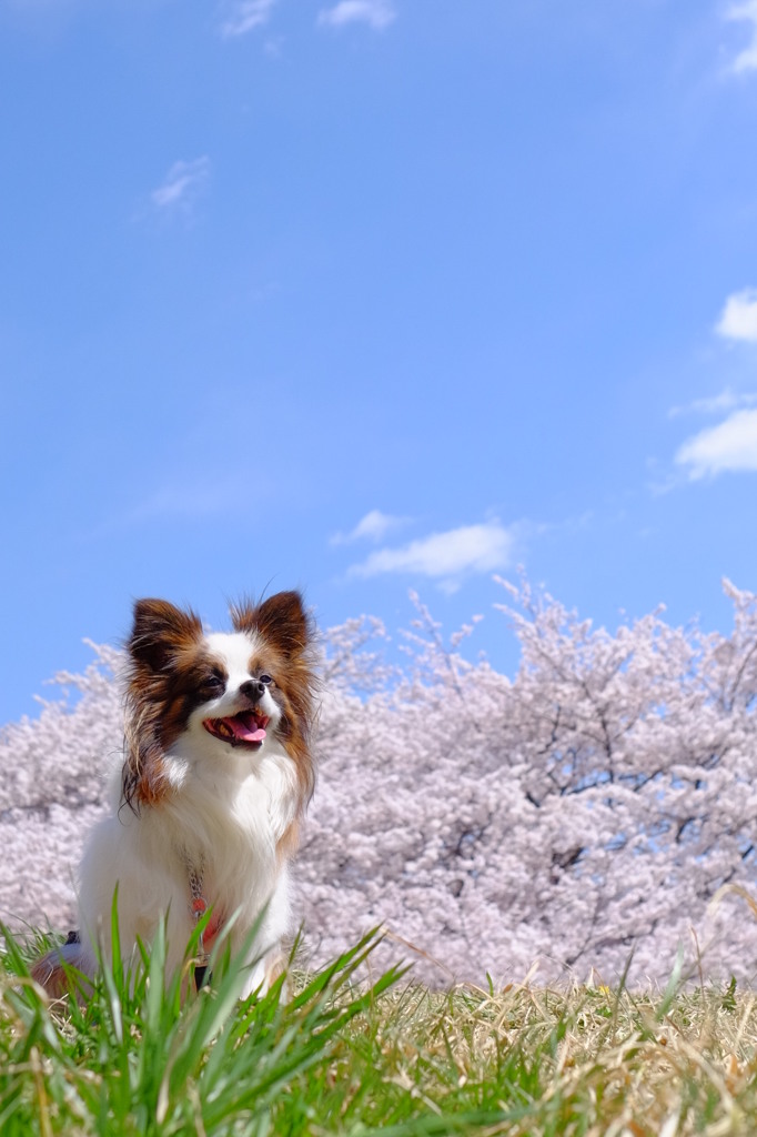 春が（も）大好き！