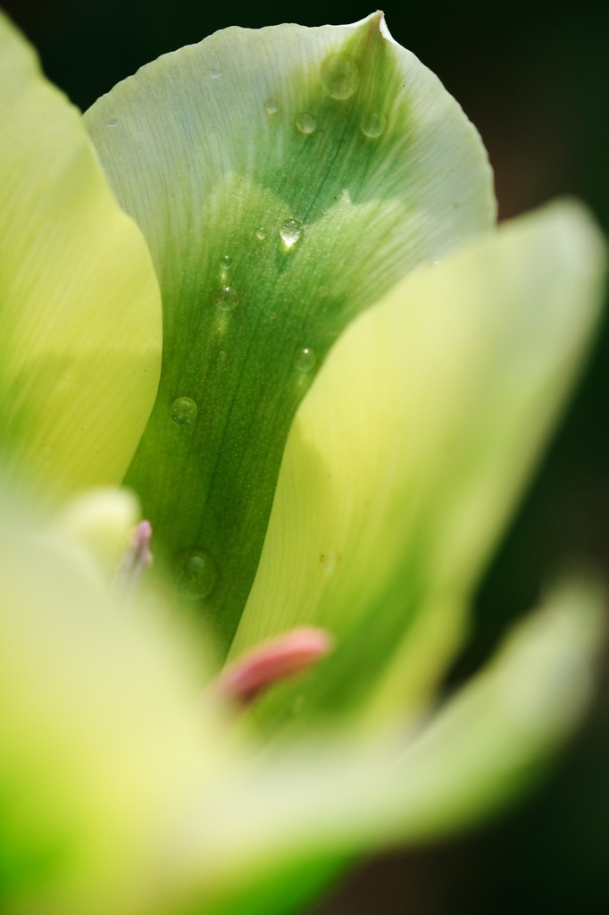 spring - green