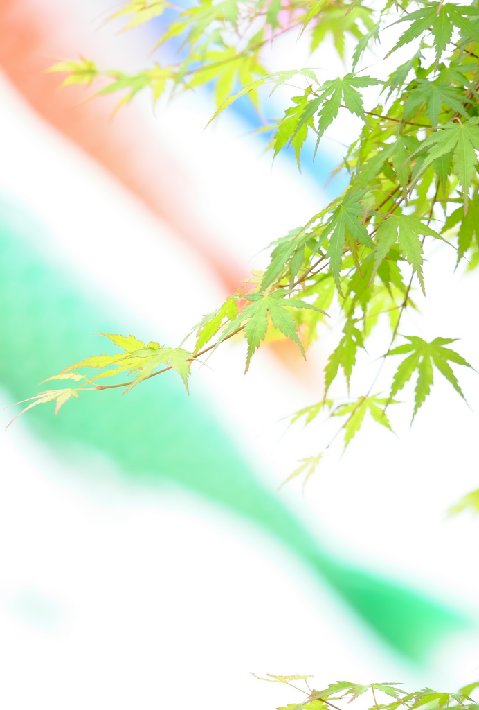 風薫る