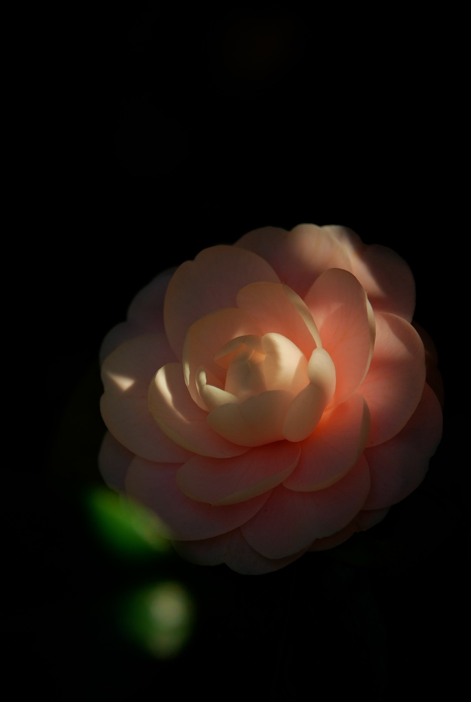 冬の彩≪山茶花≫