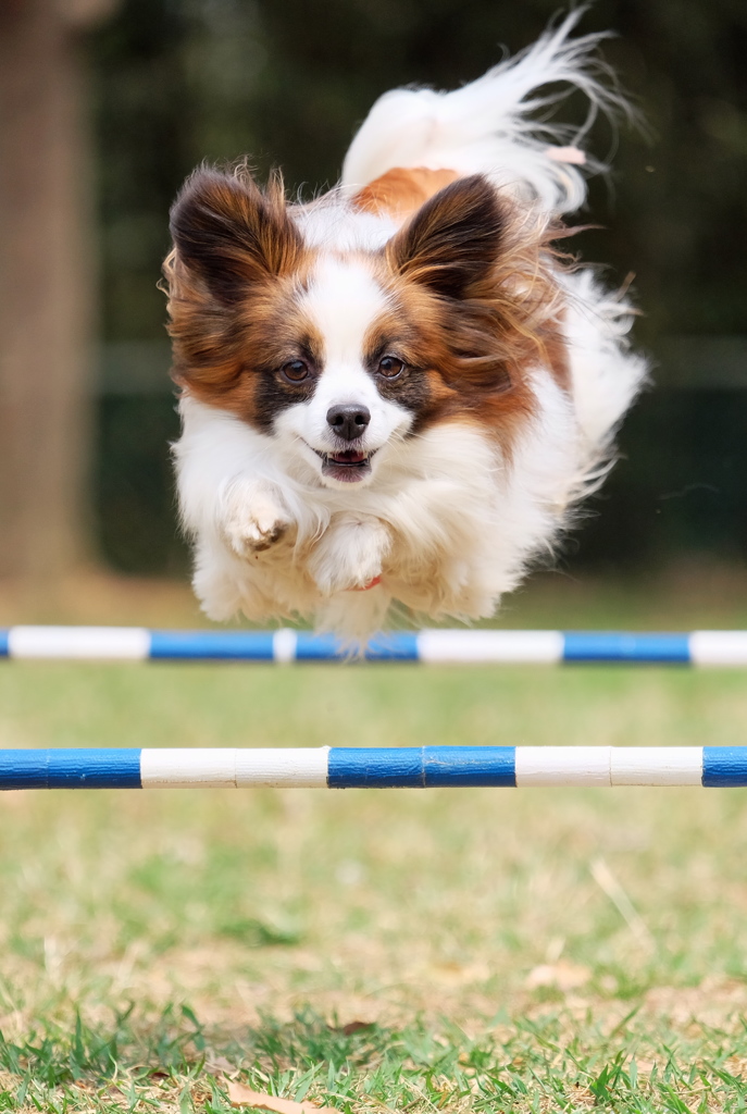 遊びの達人（犬）