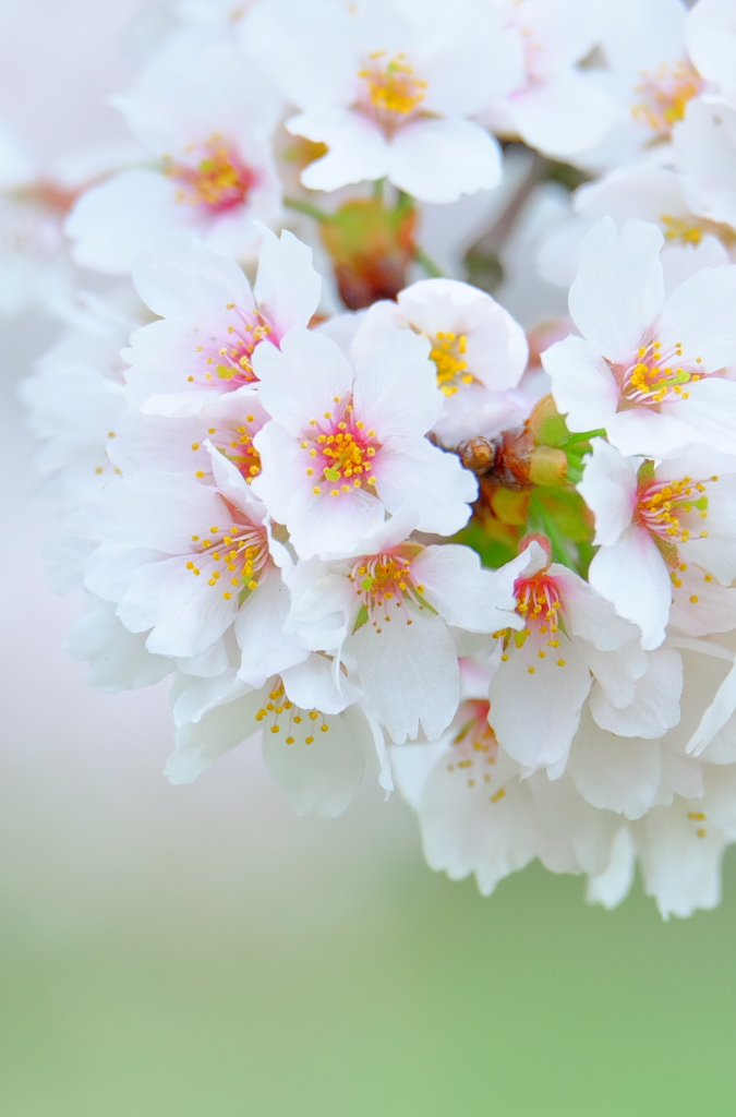 春の花嫁に （wish you a long happiness）