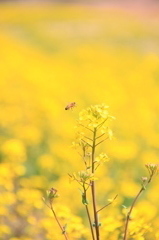 春を運ぶミツバチ