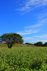 青空と蕎麦畑