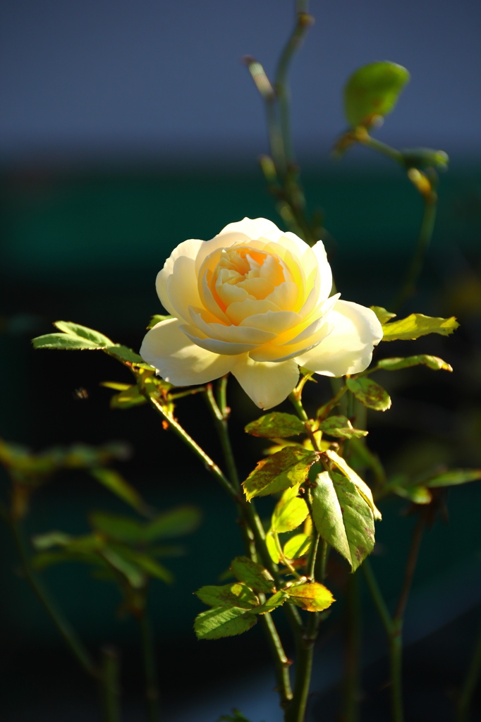 一輪花