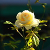 一輪花